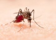 Pakar Kesehatan Sarankan Vaksin Dengue untuk Perlindungan DBD