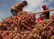 Bawang Merah Mahal, Petani di Temanggung Untung Ratusan Juta