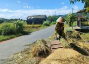 Panen Raya Perdana di Sleman Mampu Hasilkan 76.798 Gabah Kering Giling