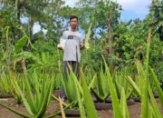 Berkat Aloe Vera, Kini Marcus Punya Usaha