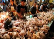 Harga Daging Ayam dan Telur Hari Ini Naik