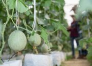 Produksi Melon di Gunungkidul Surplus Hingga 323,8 Kuintal