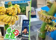 Cara Unik Pekerja Muda di China Menghilangkan Stres dengan Menanam Pohon Pisang di Meja Kantor