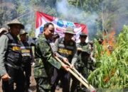 Lahan Ganja Seluas 2,5 Hektare di Aceh Dimusnahkan