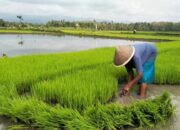 Pengairan Sawah di Tepi Sungai Progo, Pemkab Bantul Siapkan 18 Titik Sumur